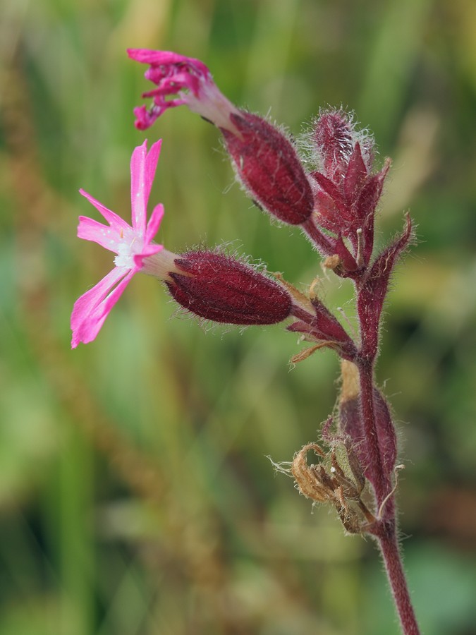 Image of Melandrium dioicum specimen.