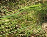 Asparagus verticillatus. Ветви на листьях злака (широкие линейные). Болгария, Бургасская обл., г. Несебр, природный заказник \"Песчаные дюны\", закреплённая дюна. 15.09.2021.