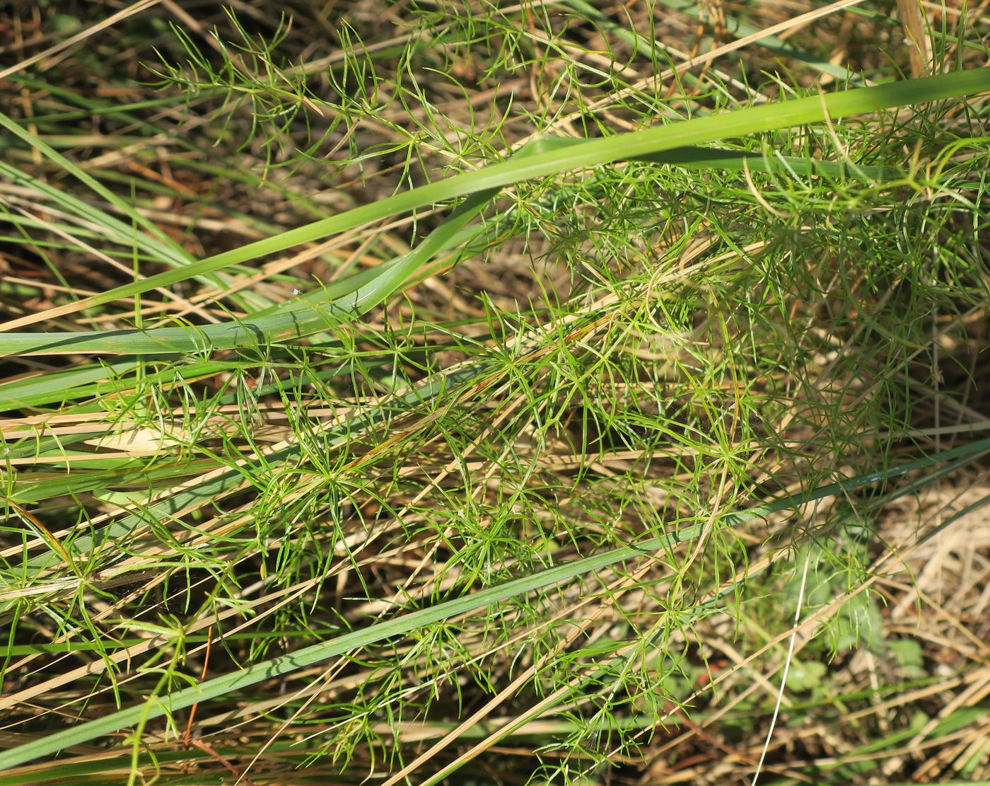 Image of Asparagus verticillatus specimen.