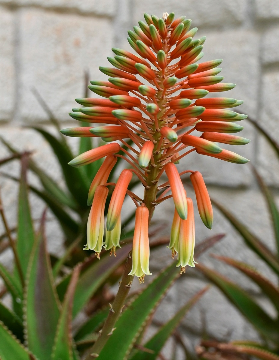 Изображение особи род Aloe.