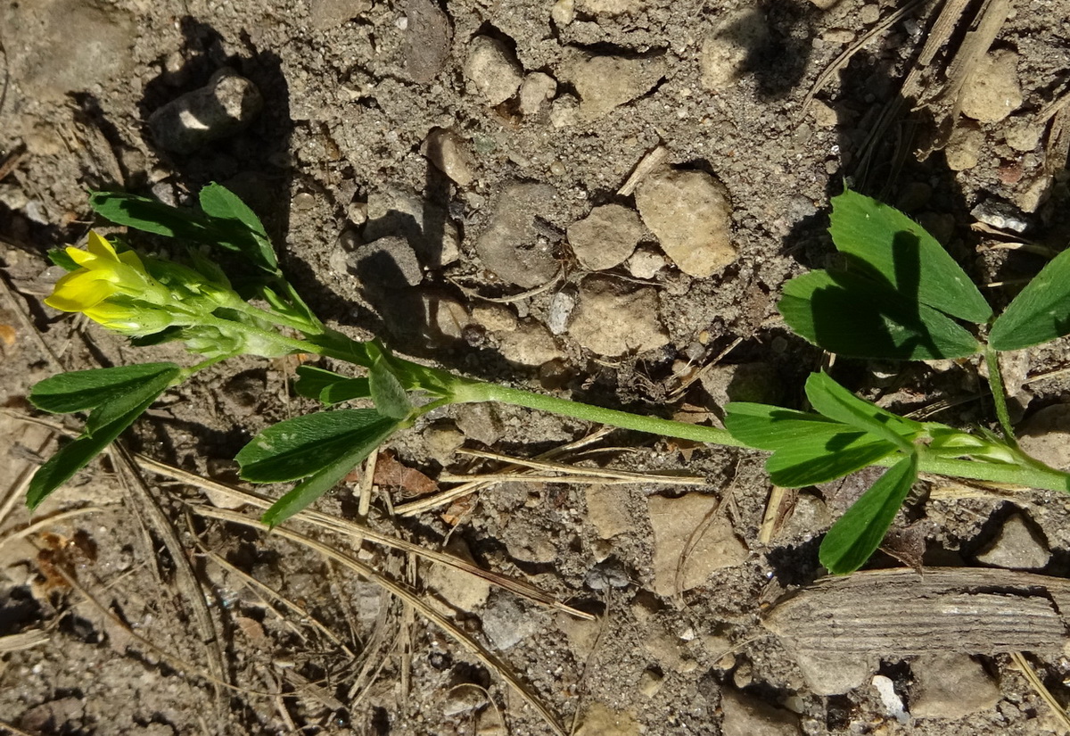 Image of Medicago falcata specimen.