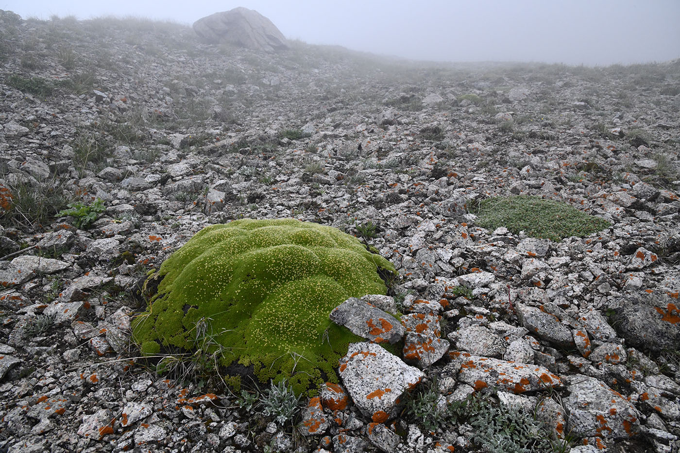 Image of Thylacospermum caespitosum specimen.