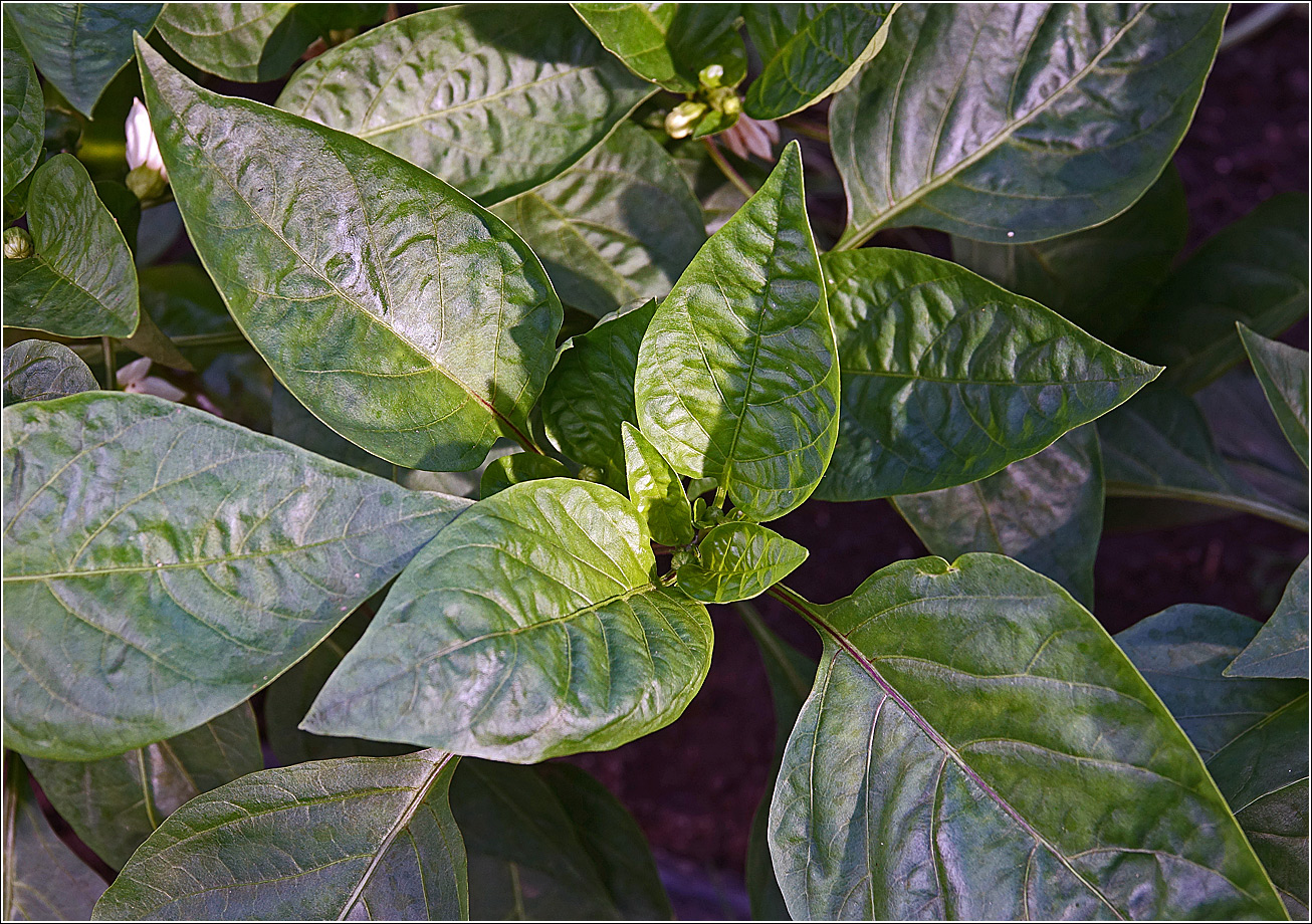 Image of Capsicum annuum specimen.