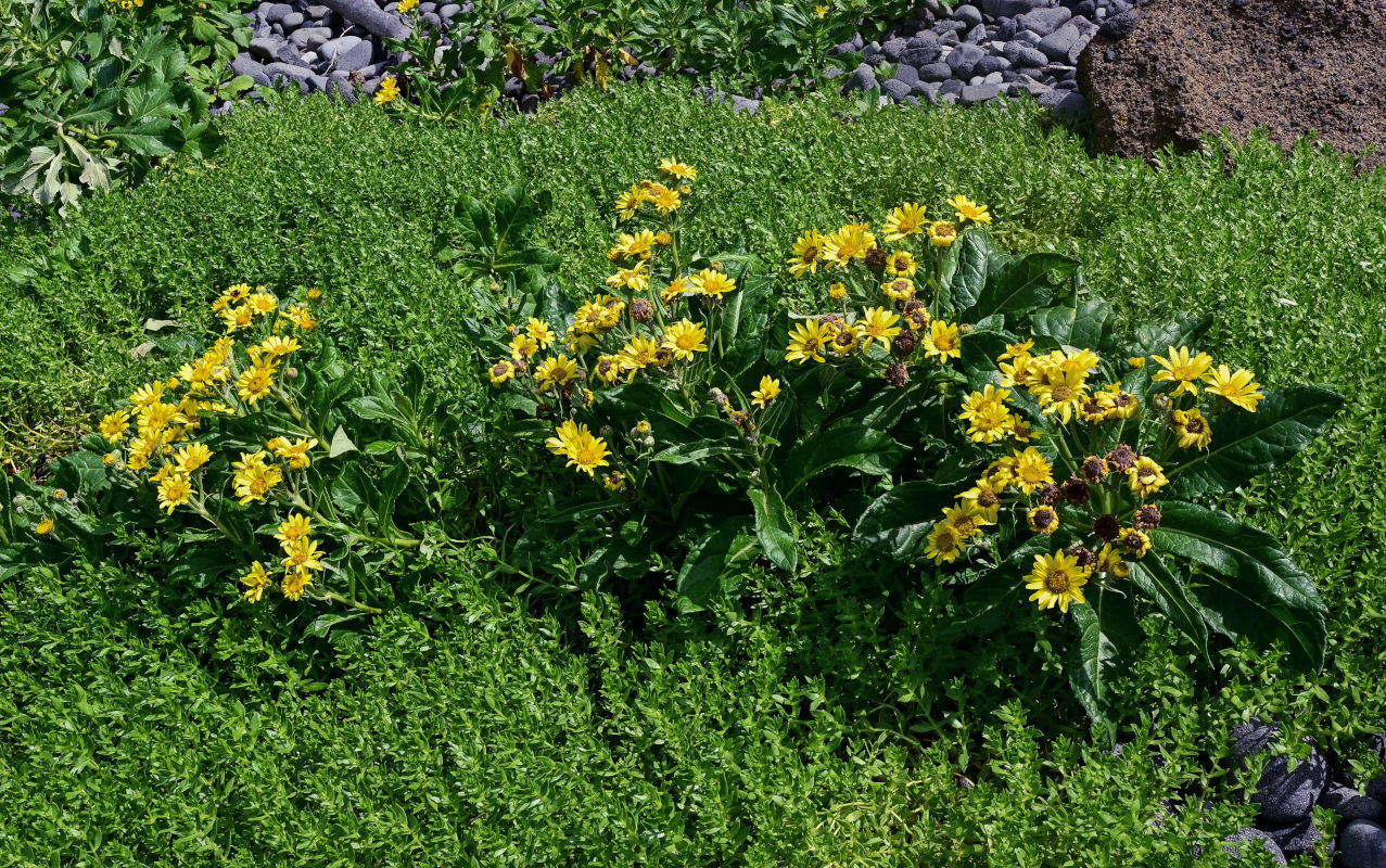 Image of Senecio pseudoarnica specimen.