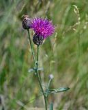 Centaurea scabiosa