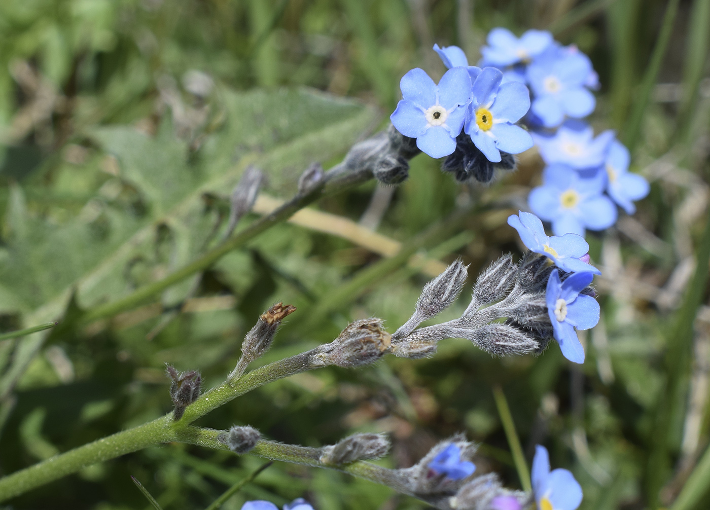 Изображение особи род Myosotis.