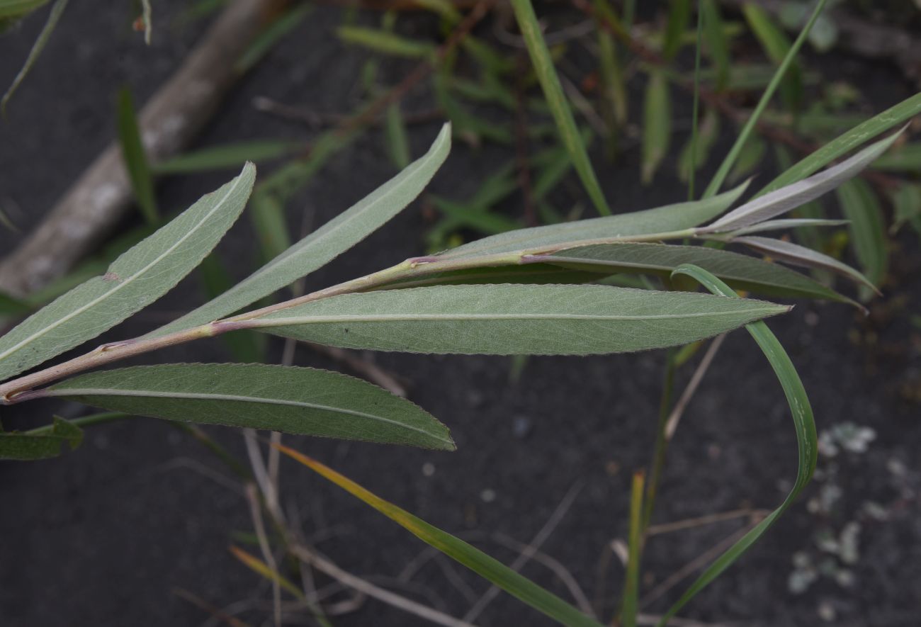 Image of genus Salix specimen.