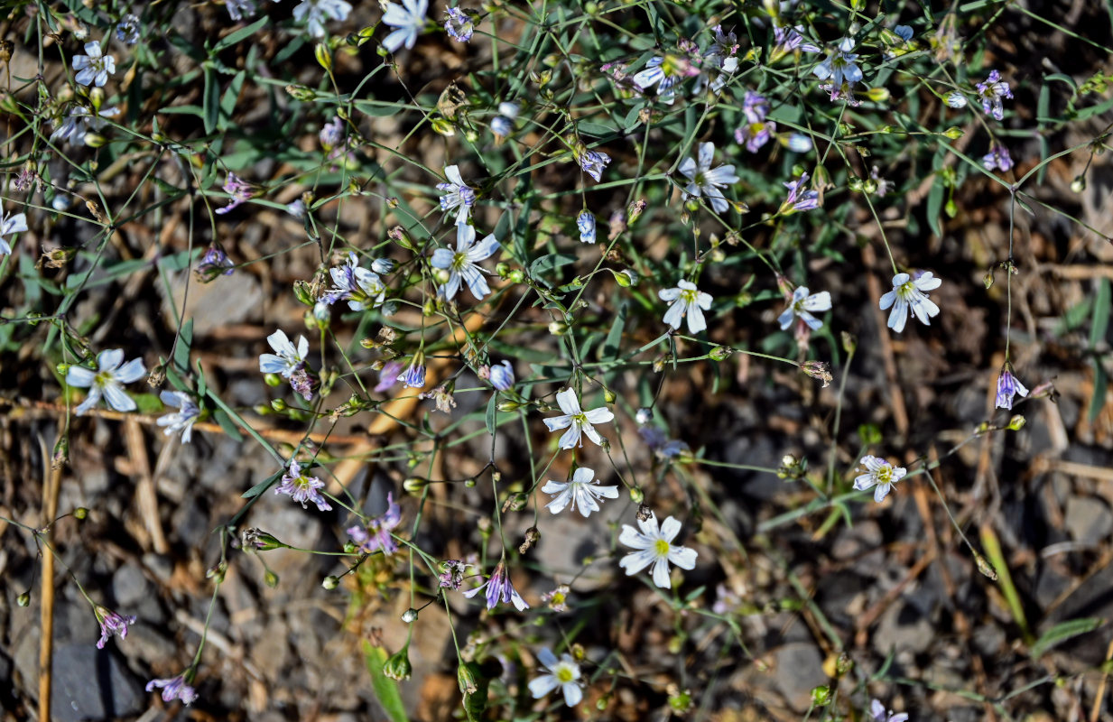 Image of Gypsophila elegans specimen.