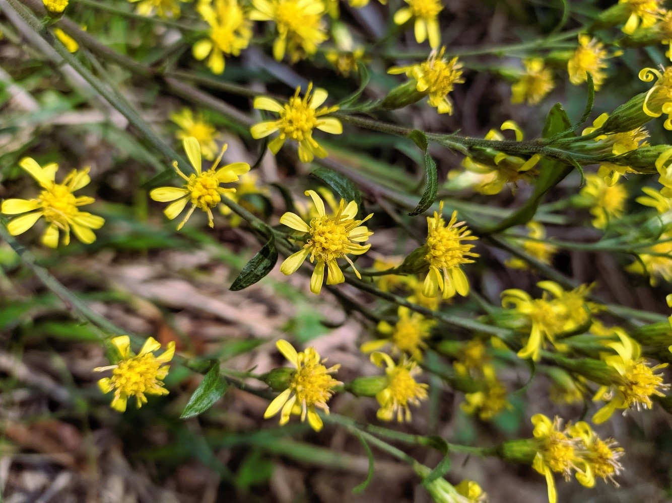 Изображение особи Solidago virgaurea.