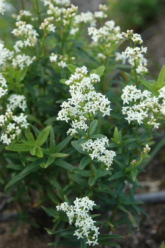 Изображение особи Galium boreale.