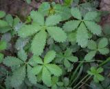 Potentilla