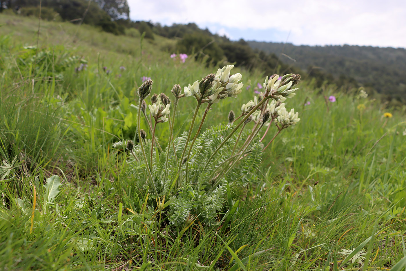 Изображение особи Oxytropis tachtensis.