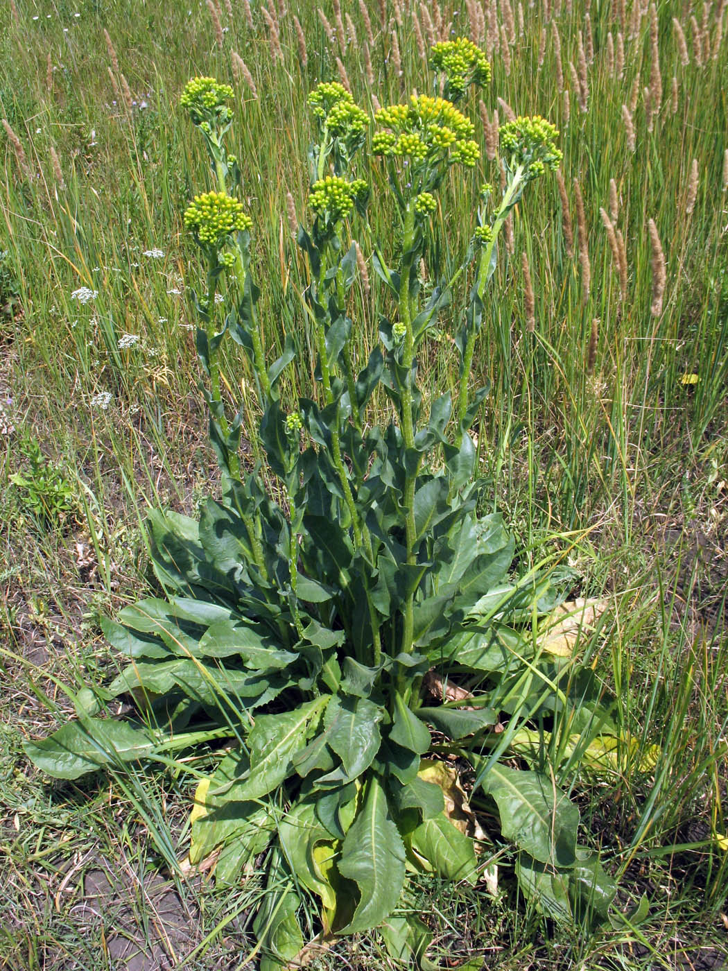 Image of Senecio macrophyllus specimen.