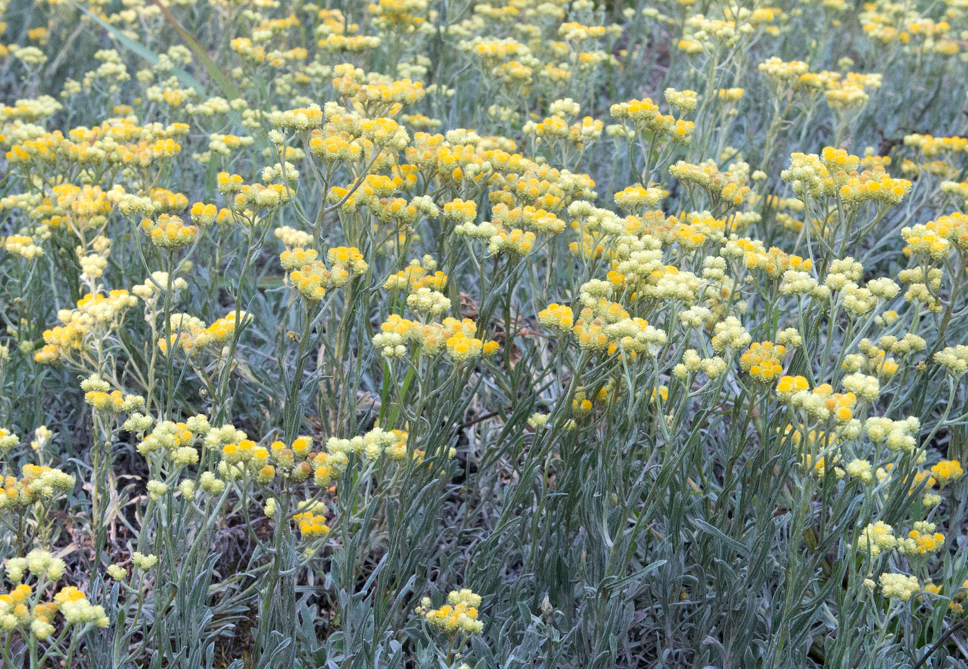 Изображение особи Helichrysum arenarium.