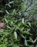 Phyllostachys pubescens. Верхушки молодых вегетирующих растений. Китай, провинция Хунань, ущелье р. Ланьчуаньси, поросший кустарниками участок берега реки. 08.06.2024.