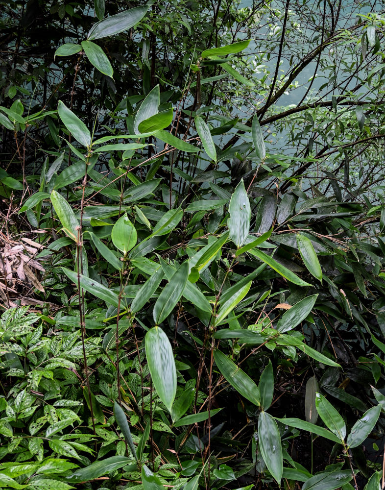 Image of Phyllostachys pubescens specimen.