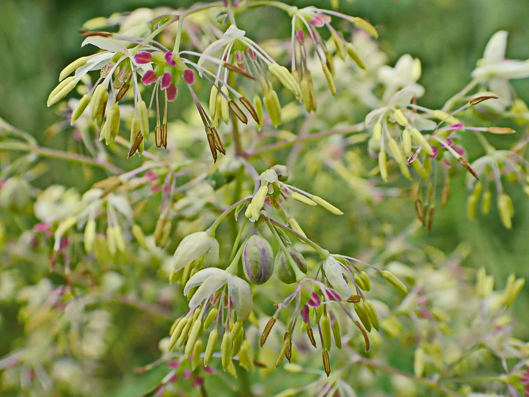 Image of Thalictrum minus specimen.