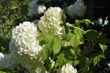 Viburnum opulus form roseum. Верхушка ветви с соцветиями. Приморский край, Шкотовский р-н, окр. с. Новонежино, дачный участок. 10.06.2024.