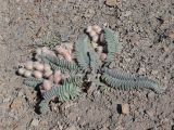 Astragalus leptophysus