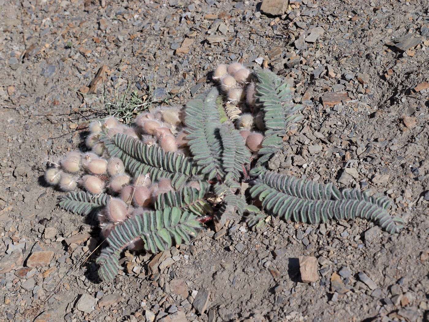 Изображение особи Astragalus leptophysus.