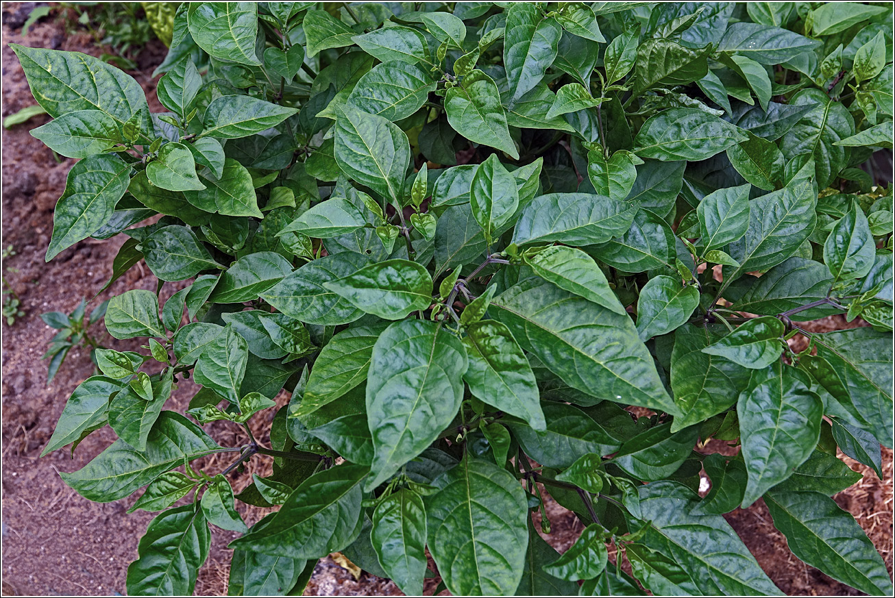 Image of Capsicum chinense specimen.