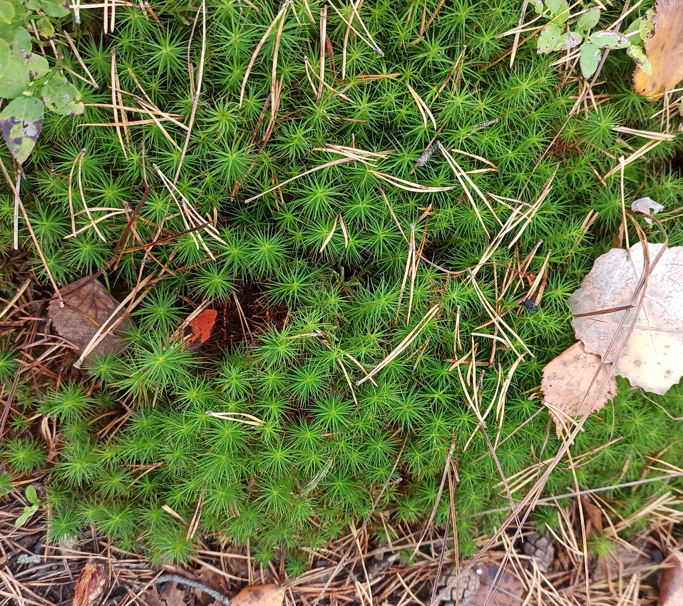 Изображение особи Polytrichum commune.