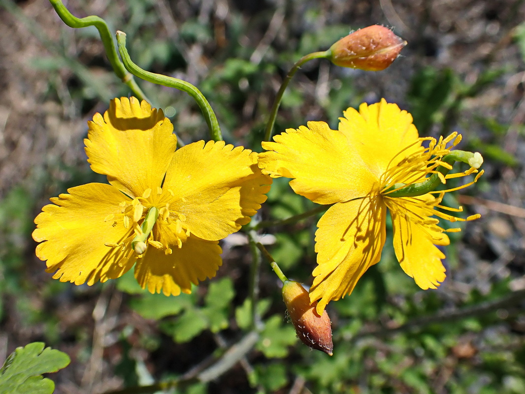 Image of Chelidonium asiaticum specimen.