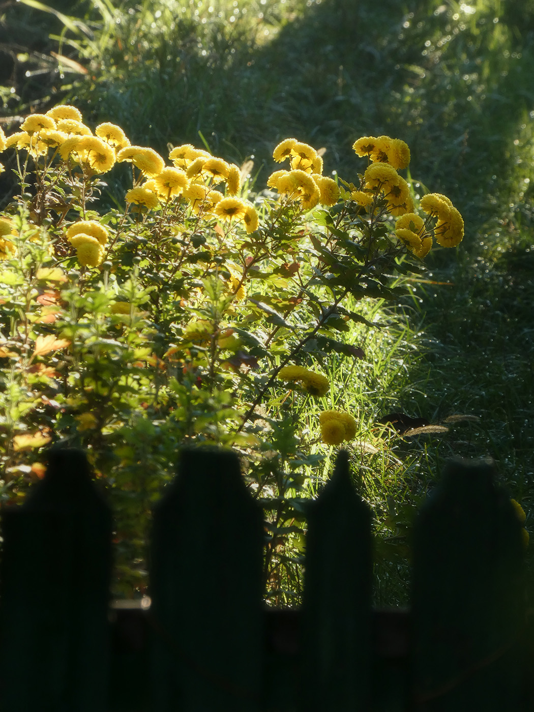 Изображение особи Chrysanthemum indicum.