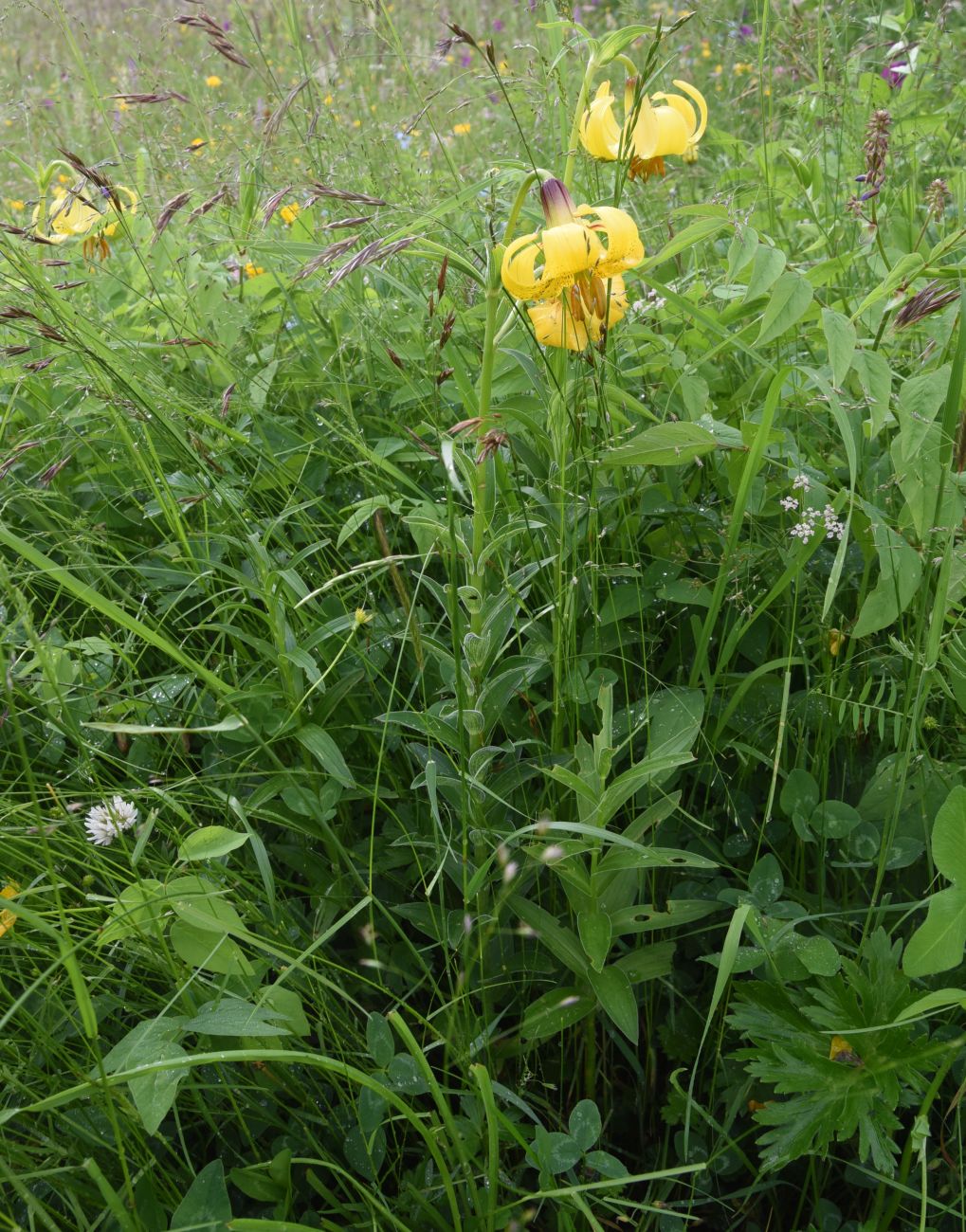 Image of Lilium monadelphum specimen.