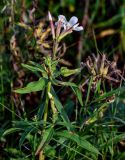 Saponaria officinalis. Верхушка побега с цветком и бутонами. Московская обл., Одинцовский гор. округ, окр. дер. Аниково, берег р. Москва, луг. 18.08.2024.