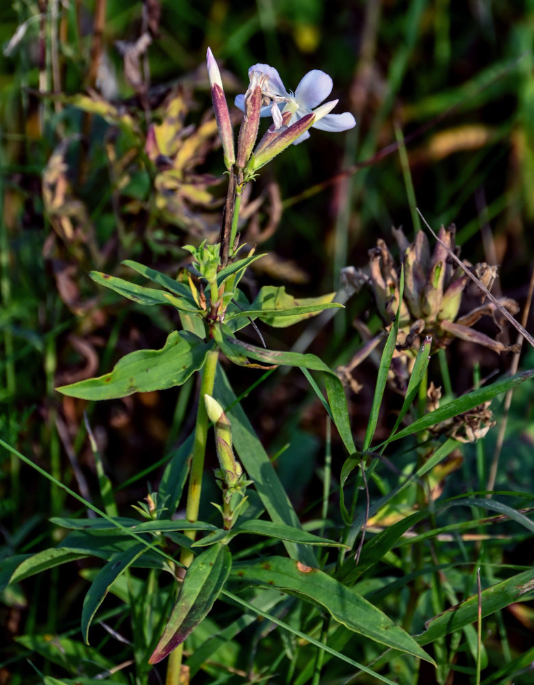 Image of Saponaria officinalis specimen.