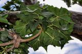 Sterculia africana