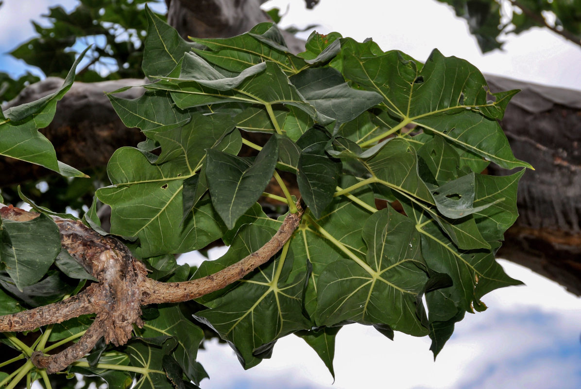 Image of Sterculia africana specimen.