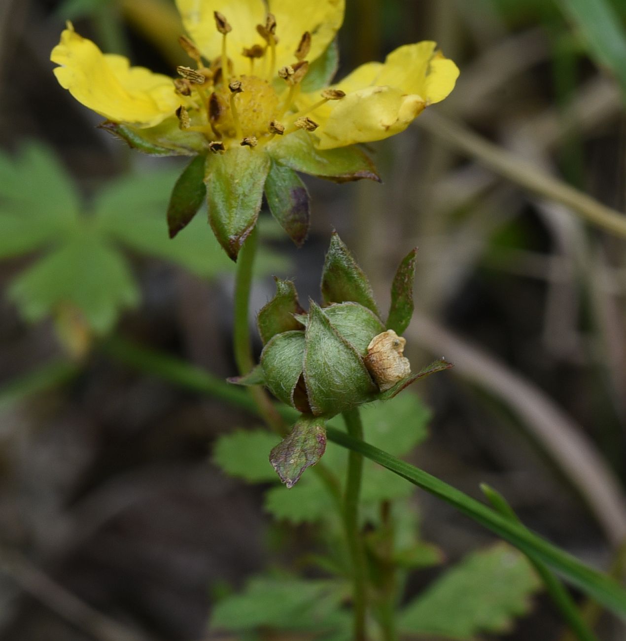 Image of genus Potentilla specimen.