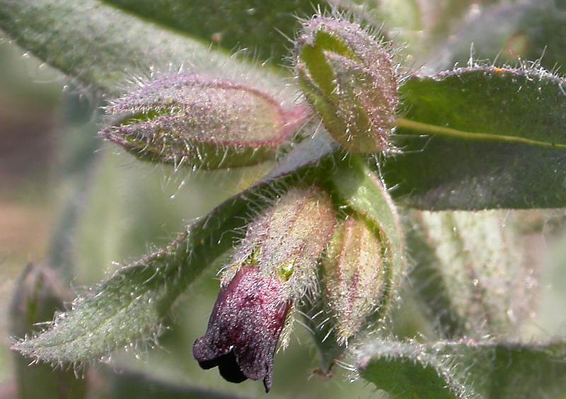 Image of Nonea rossica specimen.