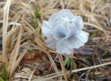 Trollius lilacinus