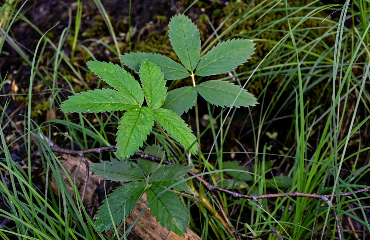 Image of Comarum palustre specimen.