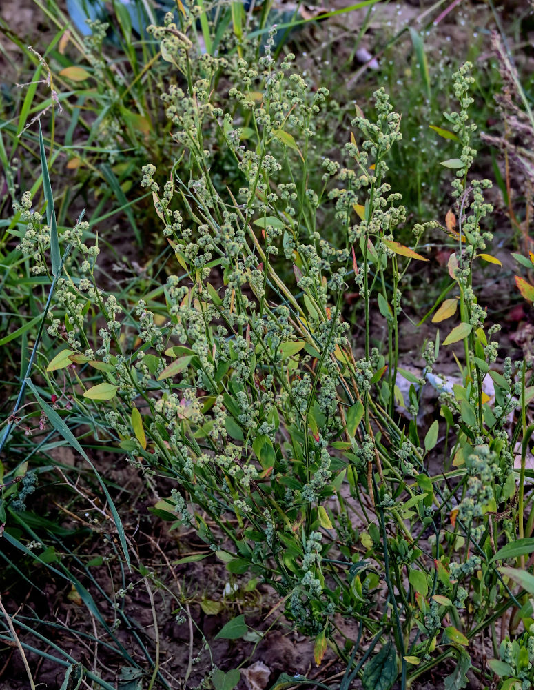 Image of Chenopodium album specimen.