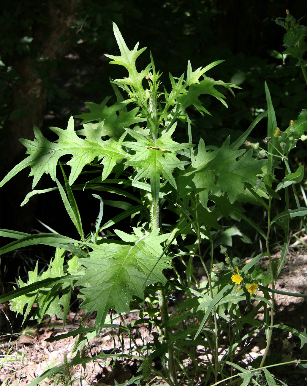 Image of Carduus crispus specimen.