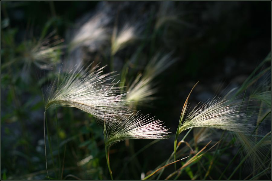 Image of Hordeum jubatum specimen.