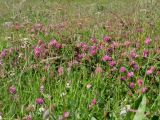 Trifolium pratense. Цветущие растения. Кабардино-Балкария, Черекский р-н, пер. Курноят, ≈ 2200 м н.у.м., субальпийский луг. 29.07.2024.