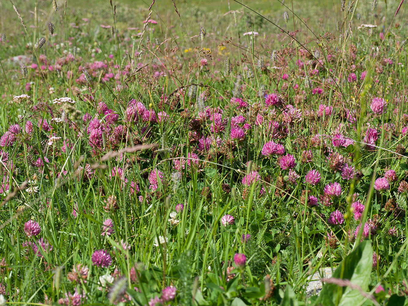 Image of Trifolium pratense specimen.
