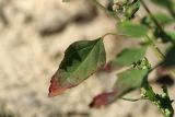 Chenopodium striatiforme. Стеблевой лист. Ленинградская обл., Кингисеппский р-н, окр. дер. Урмизно, берег Финского залива, песчаный пляж, зона заплеска. 08.09.2024.