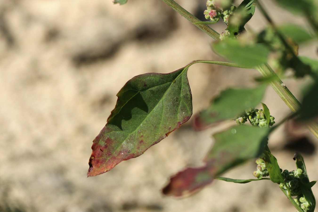 Изображение особи Chenopodium striatiforme.