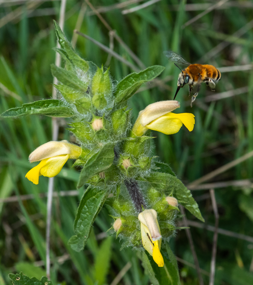 Image of Phlomoides labiosa specimen.