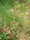 Poa bulbosa subspecies vivipara. Соцветие с проросшими выводковыми луковичками. Украина, Закарпатская обл., Виноградов, Чёрная гора. 5 мая 2008 г.