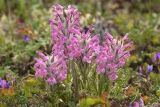 View full-size image Pedicularis lanata