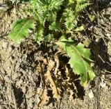View full-size image Carduus onopordioides
