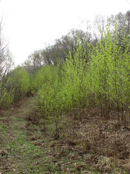 Image of genus Populus specimen.