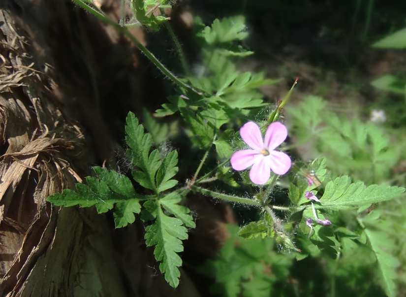 Image of Geranium robertianum specimen.